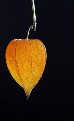 Balmer Pascal - Lampion