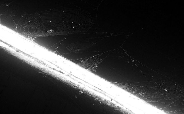 Balmer Pascal - Arachnolumen