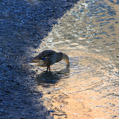 Posten_06_Andrea_Rüegg