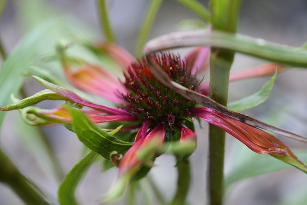 Sonnenhut - Rosenberg Sonja