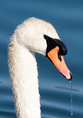 08 Berchtold Jürg - Höckerschwan