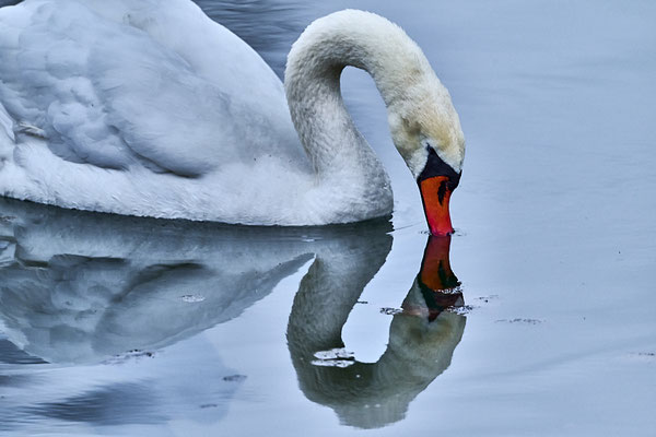 Blumer Emil - Schwan