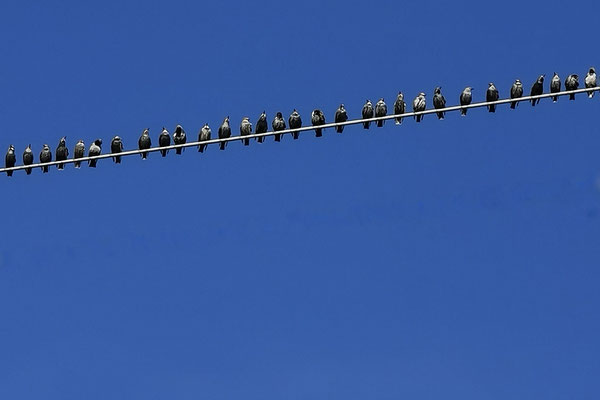 Hecke Bea - Aufgereiht