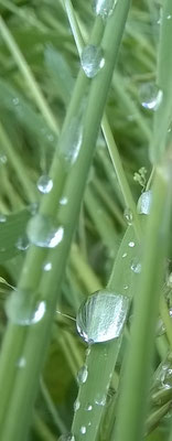 19  Dragica Radic - Grashalm