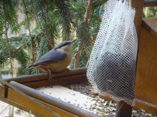 Egger Alice - Kleiber