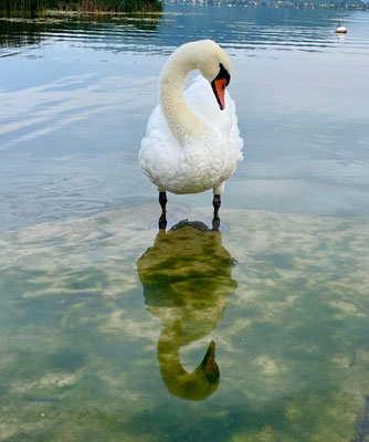 Radovanovic R Dragica - Schwan Eleganz