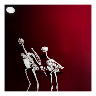 20 Balmer Pascal - Eagle bones