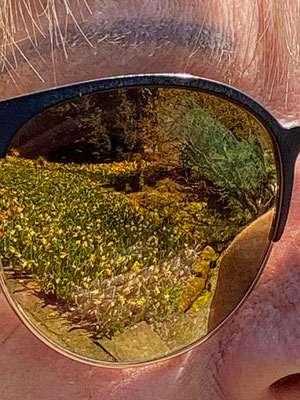 20 Brille - Dahinden Fredy