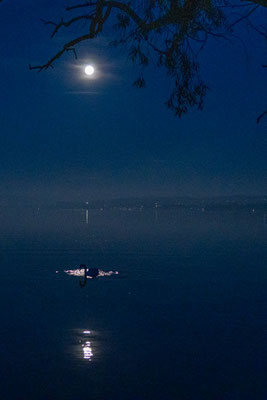 Kloiber Arno - MondSchwan