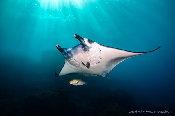Foto: René Zuch...Manta_Umbrella