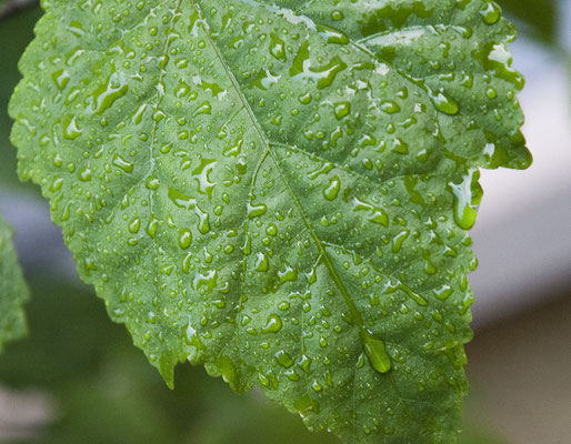 11  Krieg David - Blatt grün