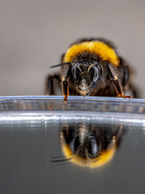 13 Wer ist die Schönste - Balmer Pascal