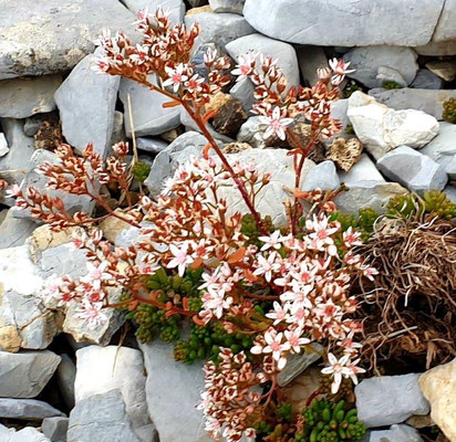 Foto: Dragica Radovanovic