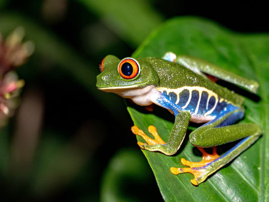  Agalychnis callidryas - Costa Rica - Pascal Balmer