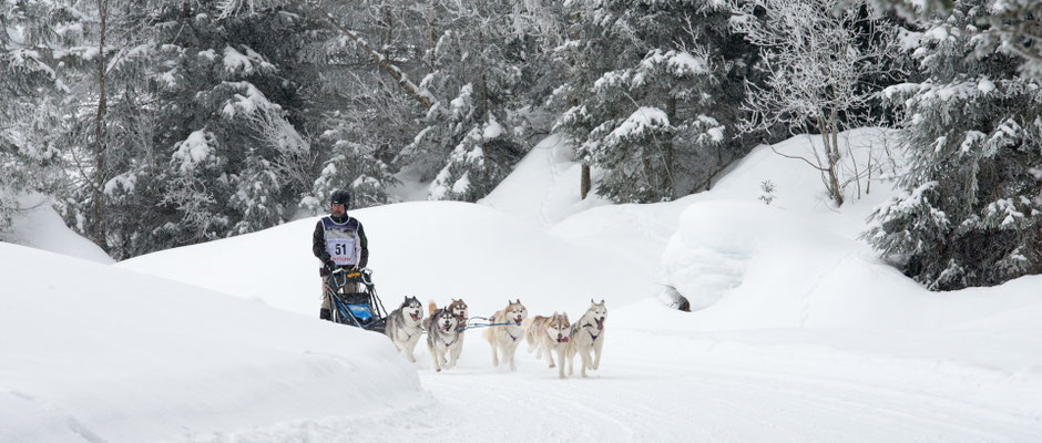 Schlittenhunderennen / Buess Markus