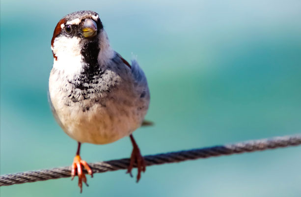 04 Piller Willi - Bird on a wire