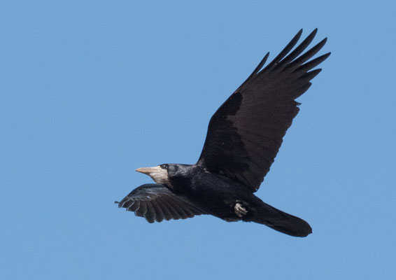 11 Berchtold Jürg - Transportkrähe