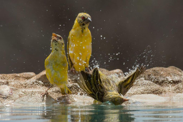 07 Buess Markus - Trio