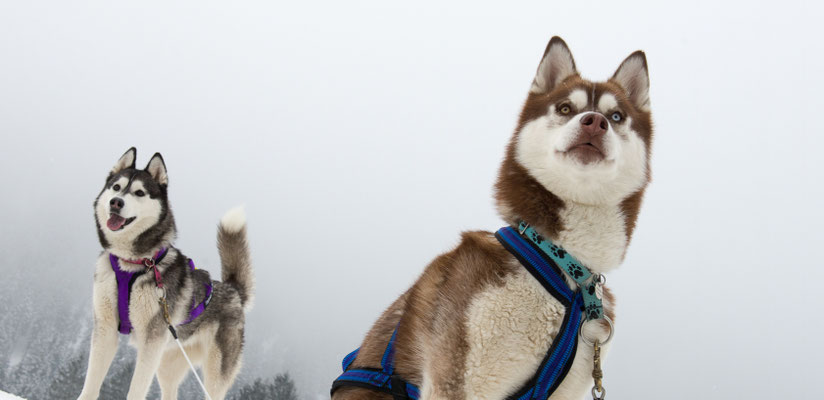 Schlittenhunderennen / Buess Markus