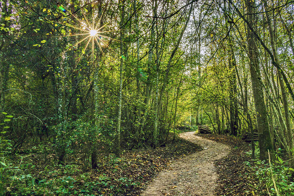 09 Piller Willi - Der Sonne entgegen