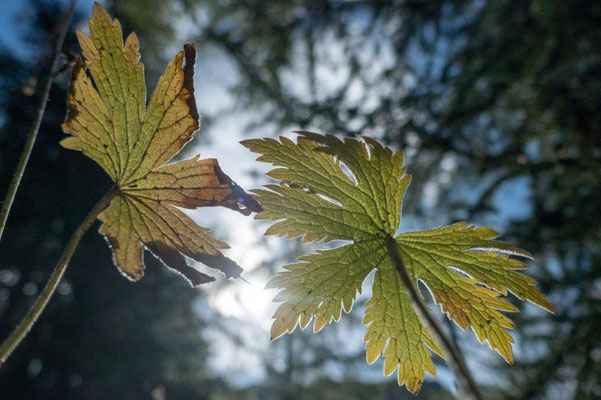 16  Buess Markus - dem Himmel entgegen