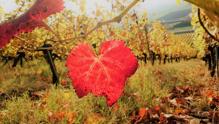 Hecke Bea - Herbstzauber