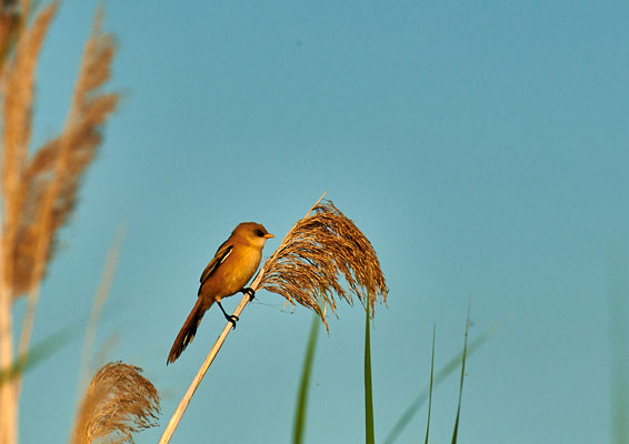 Blumer Emil - Bartmeise