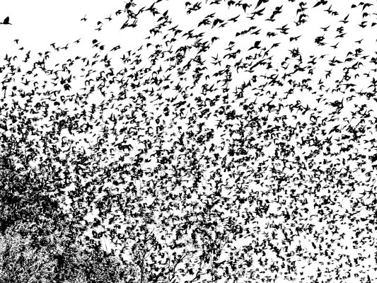 Hecke Bea - Der Schwarm