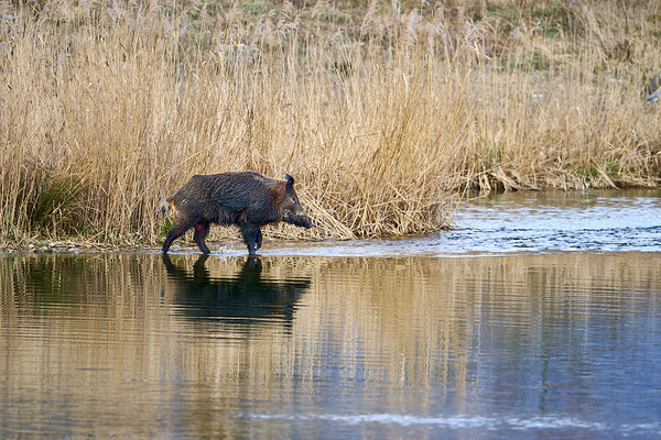 Blumer Emil - Hagneckkanal