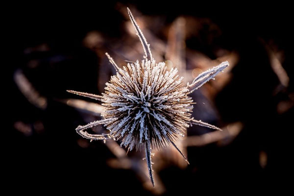 Stachelblume - Jallard Stefan - Wettb. MACRO 2012