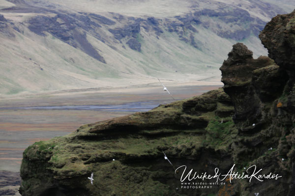 Dyrhóaley