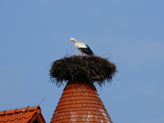 Ein Storchenpaar auf dem Besucherzentrum in Rühstädt