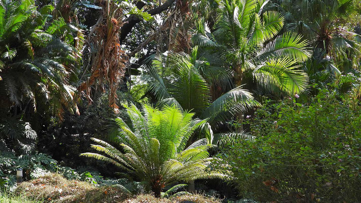 Botanischer Garten Malaga - Baumfarn und Palmen im Urwald.