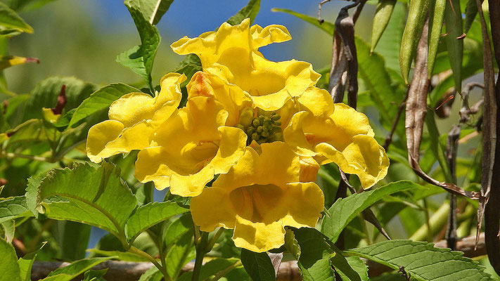 Die Gelbe Trompetenblume (Tecoma stans) ist die Nationalblume der Bahamas.