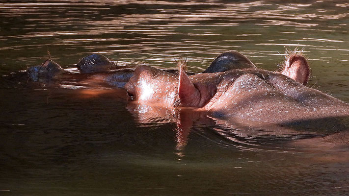 Oasis Park - Flusspferde