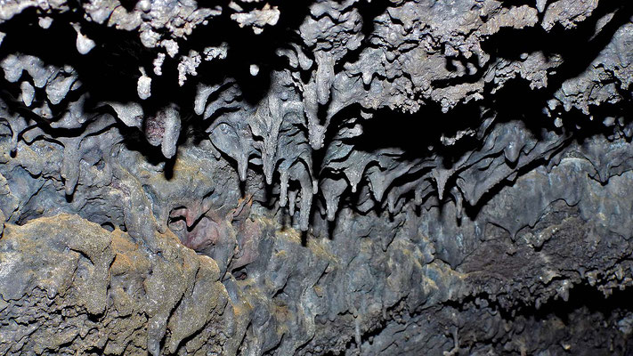Staphyilte in der Cueva de los Naturalistas.