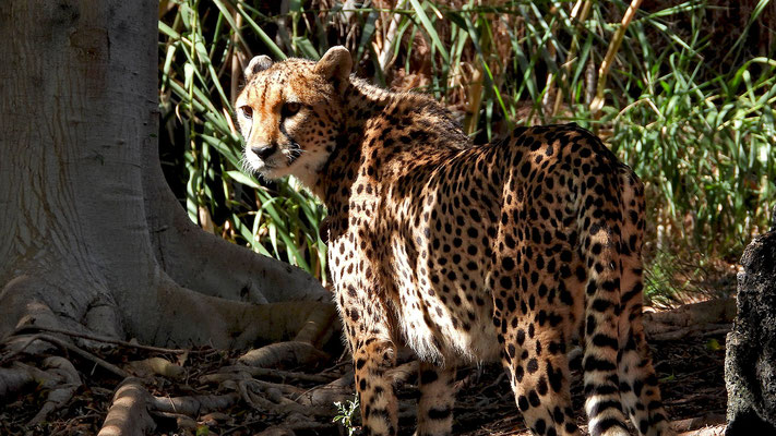 Oasis Park - Gepard