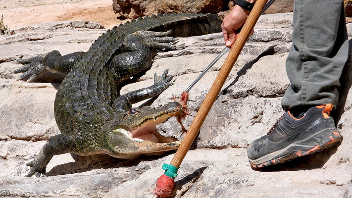 Oasis Park - Fütterung der halbwüchsigen Krokodile.