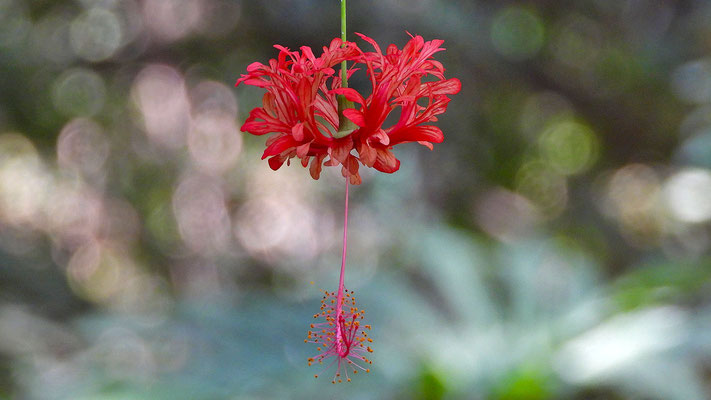Botanischer Garten Malaga - Hibiscus schizopetalus