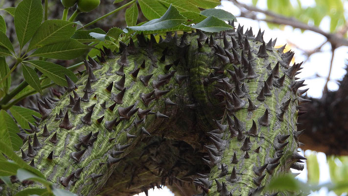 Florettseidenbaum (Ceiba speciosa) mit wehrhafter Rinde.