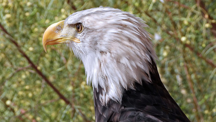 Oasis Park - Freiflugshow der Adler  (Weißkopfseeadler)