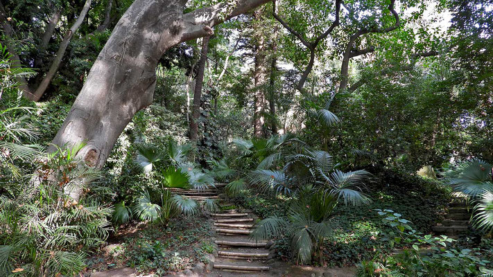 Botanischer Garten Malaga - ein Urwald umfängt uns.
