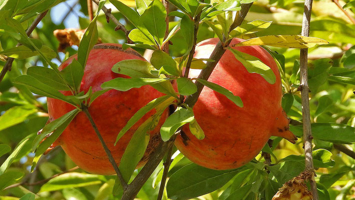 Botanischer Garten Malaga - Granatapfelstrauch