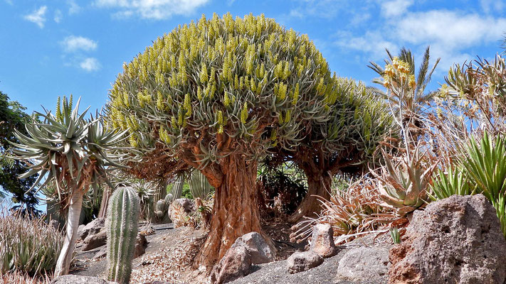 Der aus Namibia stammende Köcherbaum (Aloe dichotoma) wird bis zu 9 Metern groß.