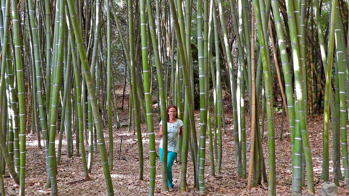 Botanischer Garten Malaga - Ute im Bambuswald (Phyllostachys sulphurea; 10m hoch!)