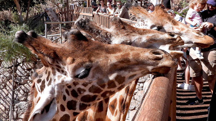 Giraffen füttern im Oasis Park - ein ganz besonderes Erlebnis.