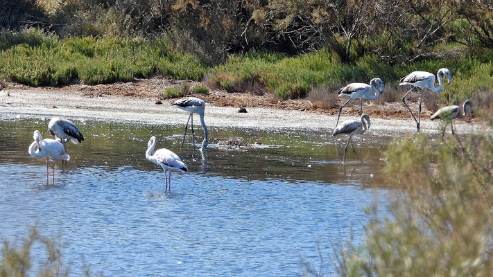 Flamingos im Mündungsdelta des Rio Guadalhorce