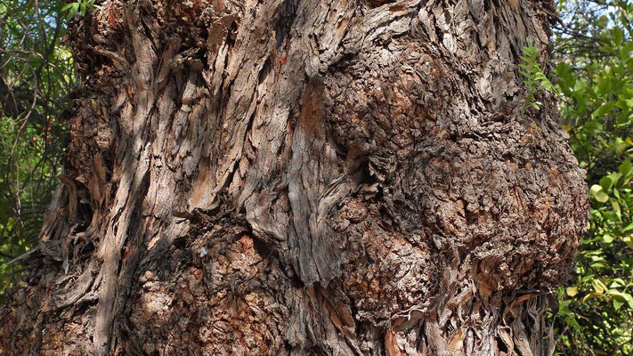 Eindrucksvoller Stamm vom Peruanischen Pfefferbaum (Schinus molle).