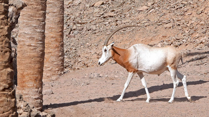 Oasis Park - Säbelantilope (Oryx dammah) 