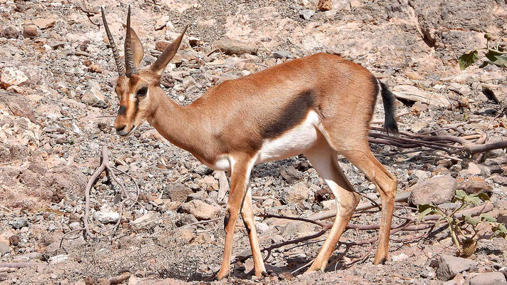 Oasis Park - Impalaantilope in der Steppenlandschaft